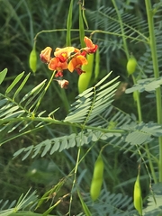 Sesbania punicea, photograph author not stated, no rights reserved