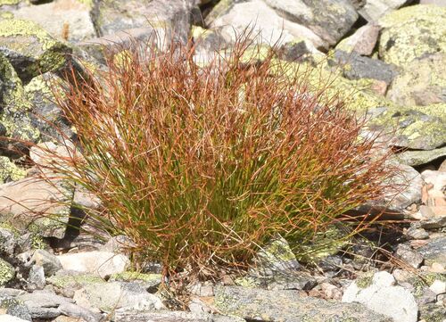 highland rush