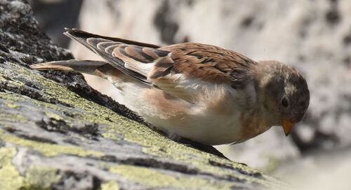 Snow Bunting