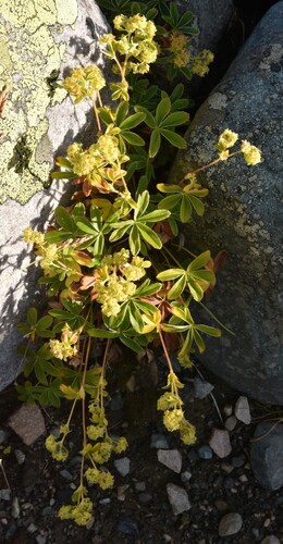 Alpine Lady's-mantle
