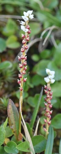 alpine bistort