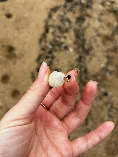 Ctena bella observed 2026-08-15