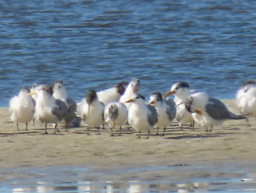 iNaturalist image