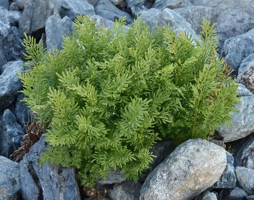 parsley fern