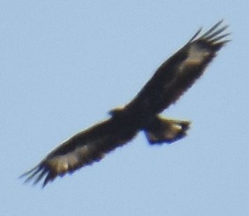 Golden Eagle