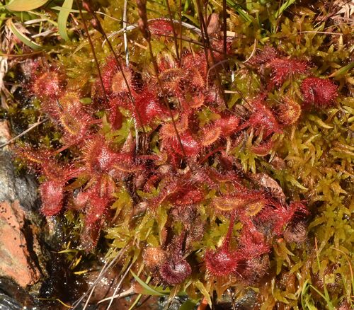 round-leaved sundew