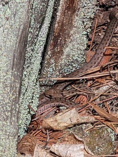 Common Garter Snake