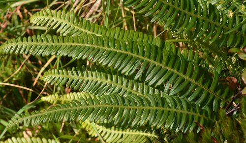 deer fern