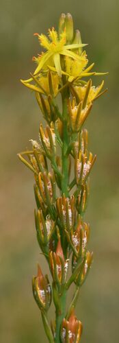 bog asphodel