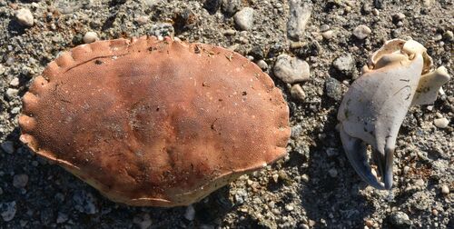 Edible Crab