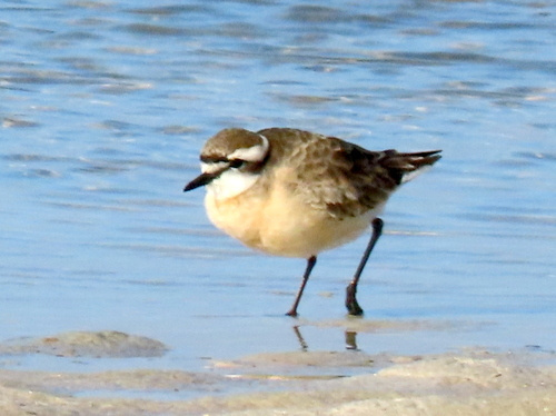 iNaturalist image
