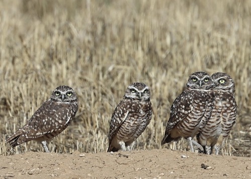Western Burrowing Owl