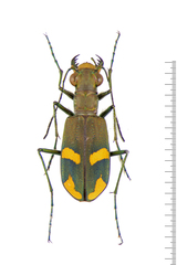 Calomera crespignyi