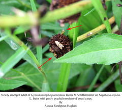 Gynnidomorpha permixtana