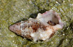 Cerithium