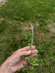 Gamochaeta impatiens