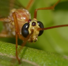 Ophion