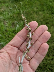 Gamochaeta impatiens