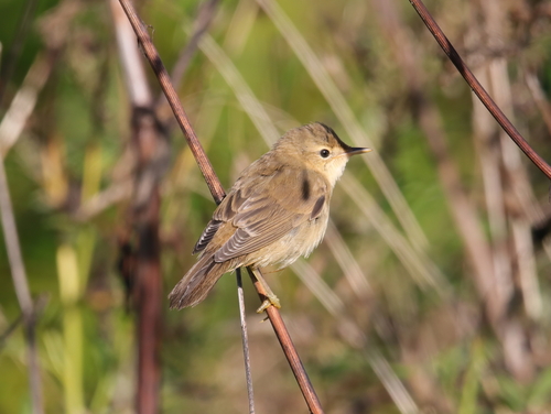 iNaturalist image