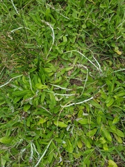 Gamochaeta impatiens