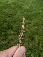 Gamochaeta impatiens