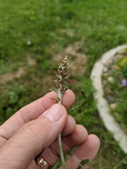 Gamochaeta impatiens