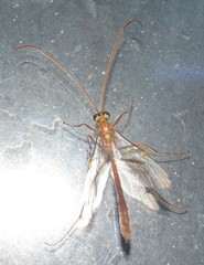 Ophion