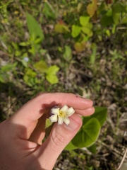 Clematis fremontii