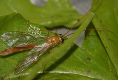 Ophion