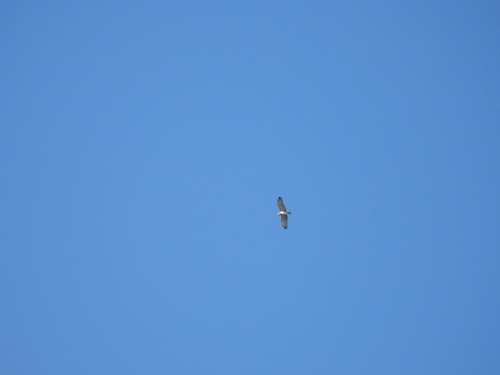 Short-toed Snake-Eagle