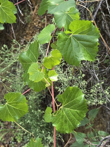 Vitis arizonica, photograph 6