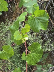 Vitis arizonica, photograph (c) Jo Roberts, some rights reserved (CC BY)