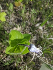 Clematis fremontii