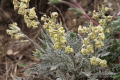 Matthiola odoratissima