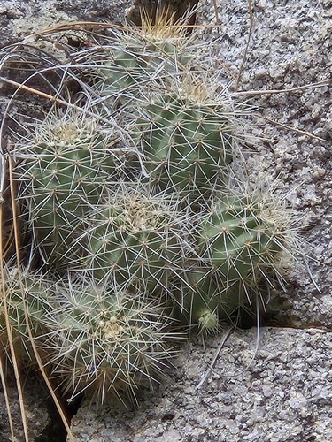 Echinocereus yavapaiensis