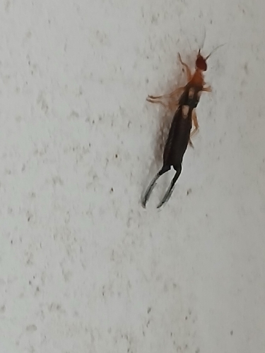 Smyrnean Earwig