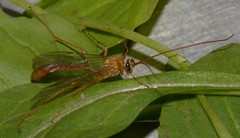 Ophion