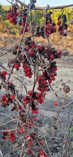 Black Bryony