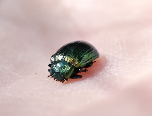 Plagiosterna aenea