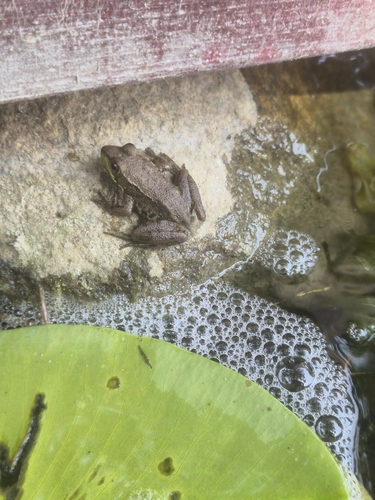 Green Frog