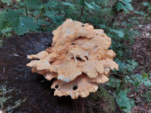chicken of the woods