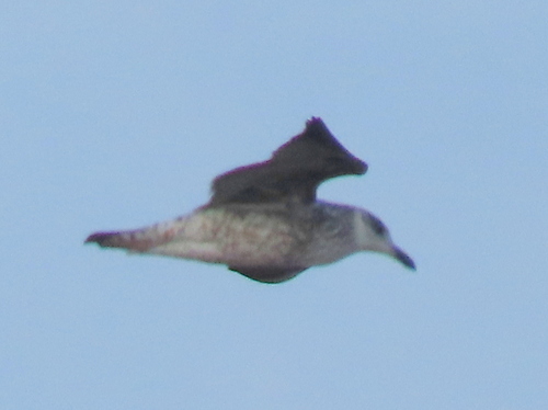 iNaturalist image