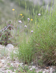 Dianthus saetabensis