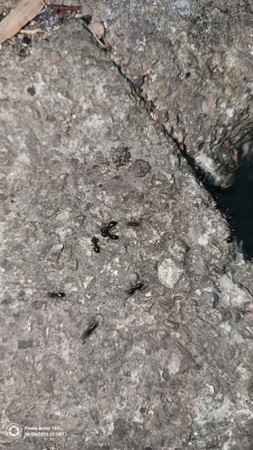 Jet Ant