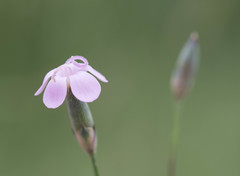 Dianthus saetabensis