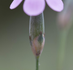 Dianthus saetabensis