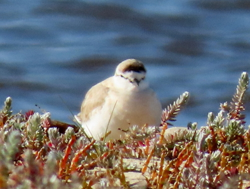 iNaturalist image