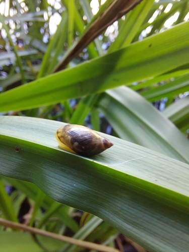 Common European Ambersnail