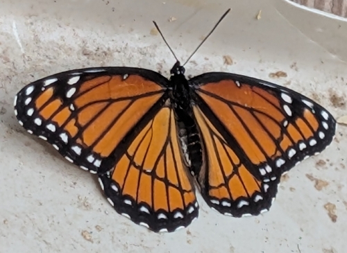 Viceroy