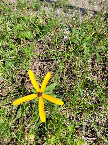 black-eyed Susan